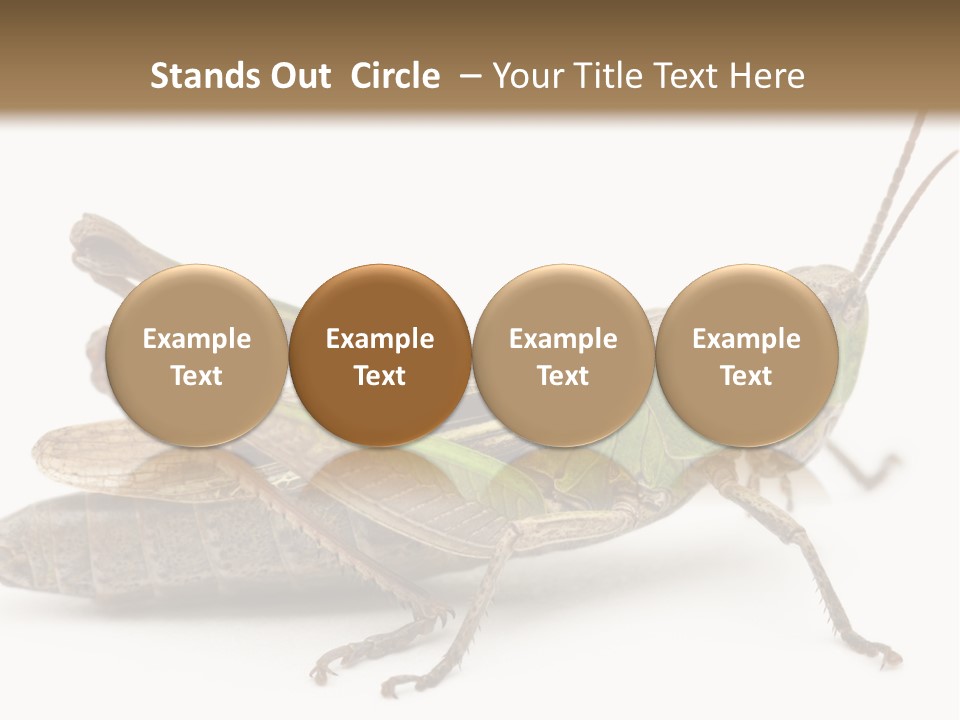 No People Wild Animal Bushcricket PowerPoint Template