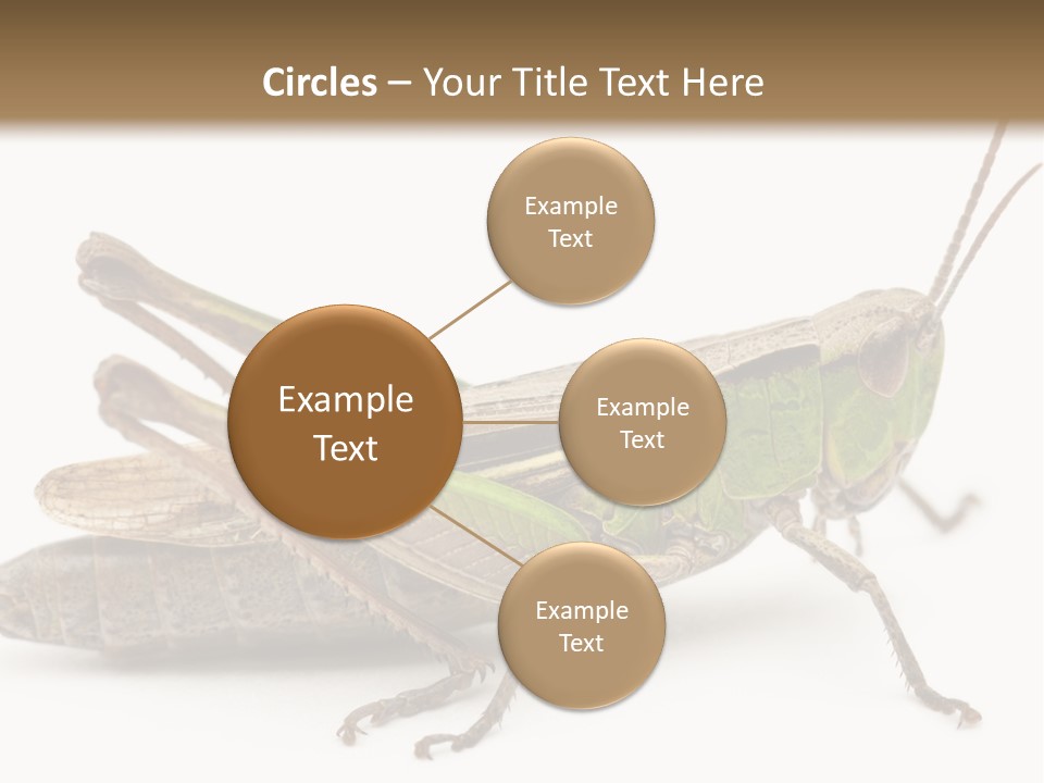 No People Wild Animal Bushcricket PowerPoint Template