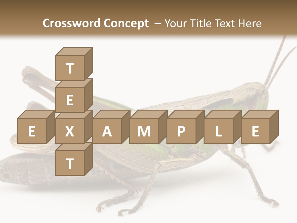 No People Wild Animal Bushcricket PowerPoint Template