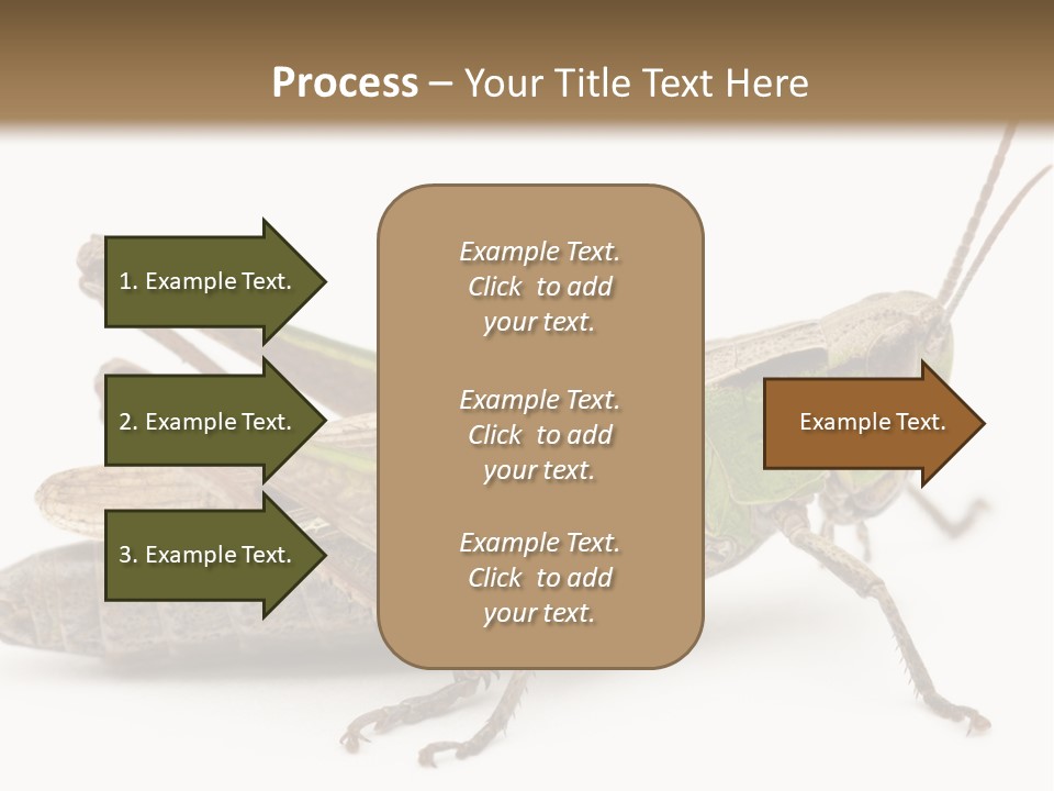 No People Wild Animal Bushcricket PowerPoint Template
