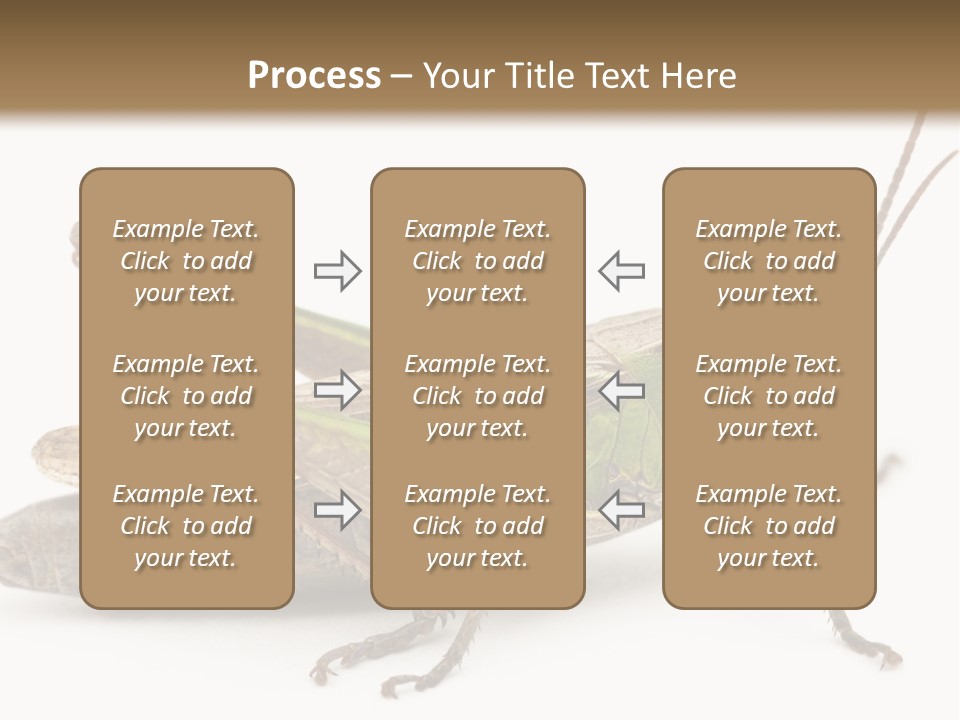 No People Wild Animal Bushcricket PowerPoint Template