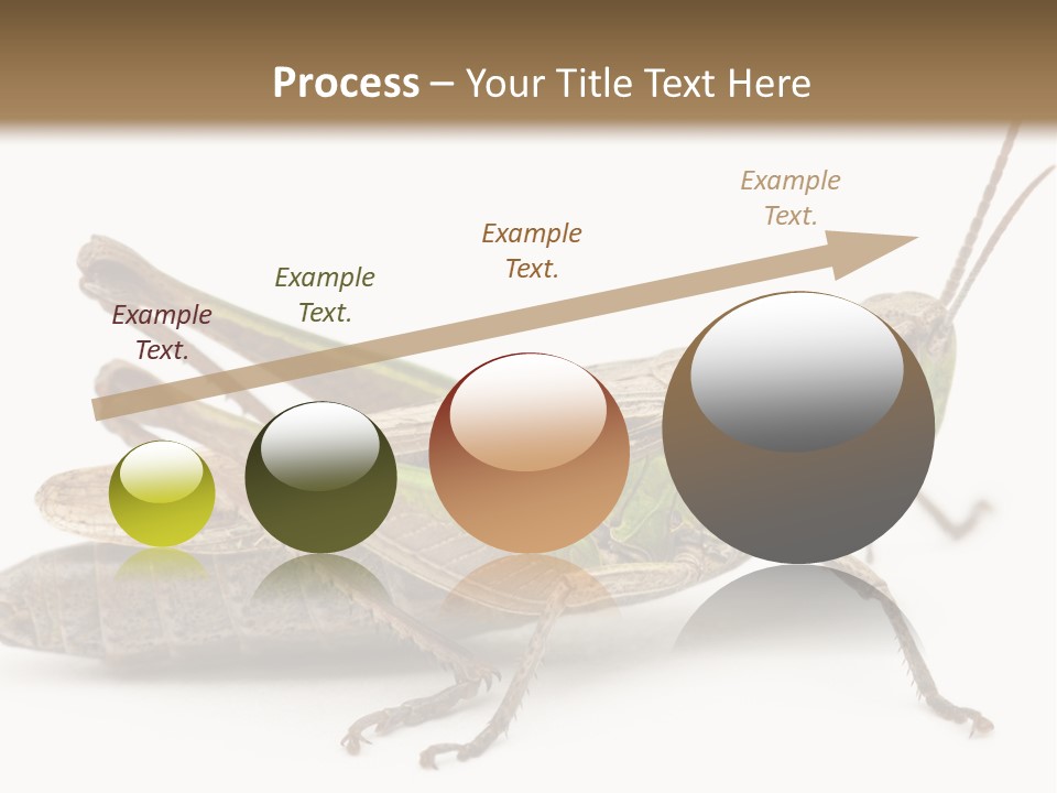 No People Wild Animal Bushcricket PowerPoint Template