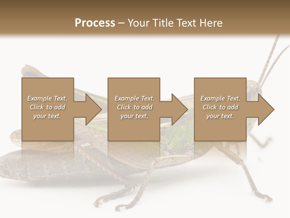 No People Wild Animal Bushcricket PowerPoint Template