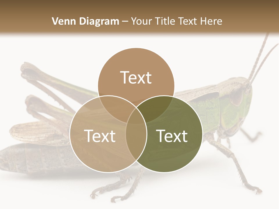 No People Wild Animal Bushcricket PowerPoint Template