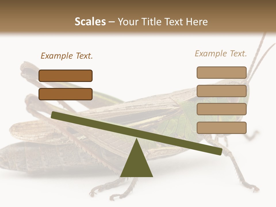 No People Wild Animal Bushcricket PowerPoint Template