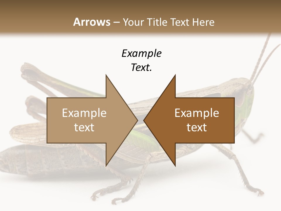 No People Wild Animal Bushcricket PowerPoint Template