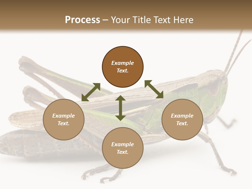 No People Wild Animal Bushcricket PowerPoint Template