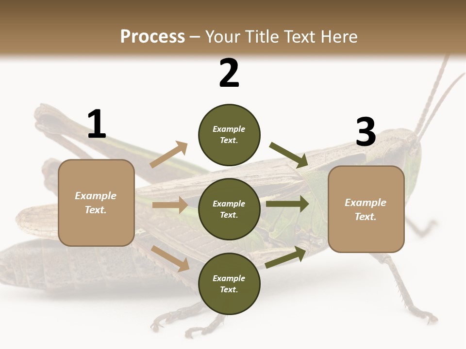 No People Wild Animal Bushcricket PowerPoint Template