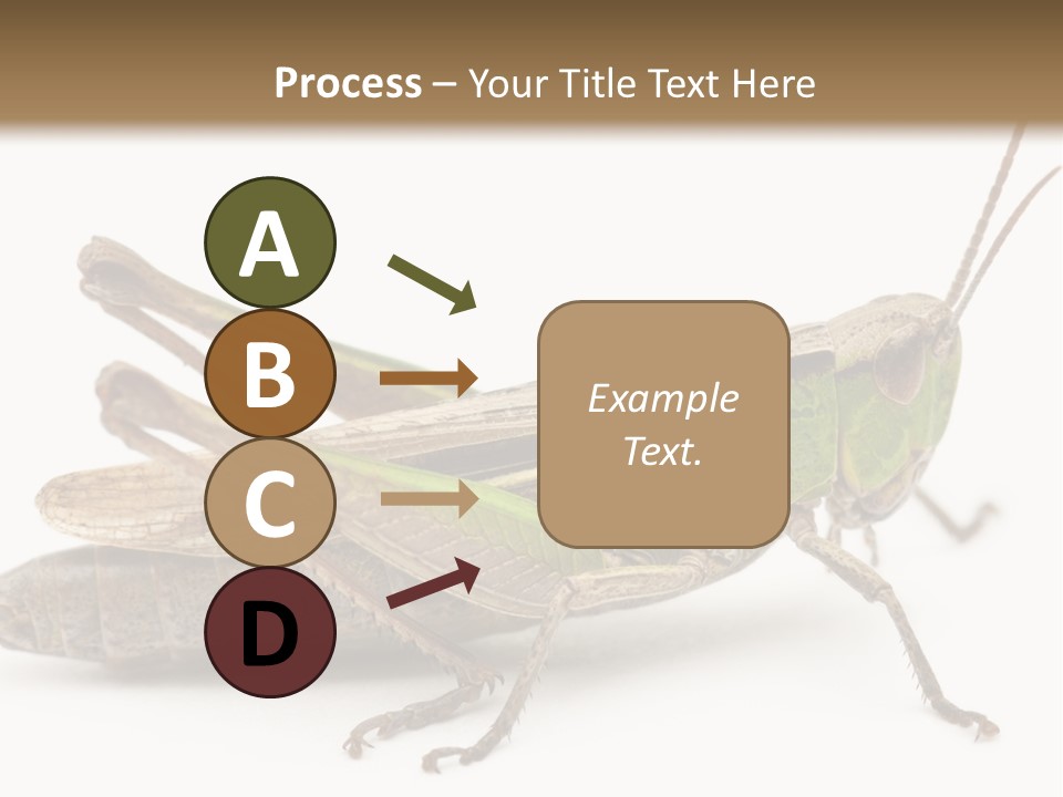 No People Wild Animal Bushcricket PowerPoint Template