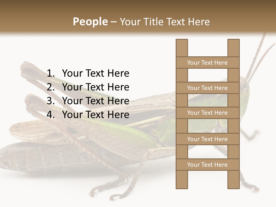 No People Wild Animal Bushcricket PowerPoint Template