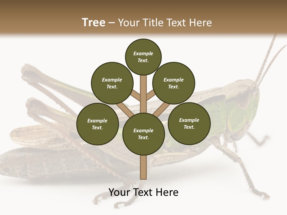 No People Wild Animal Bushcricket PowerPoint Template
