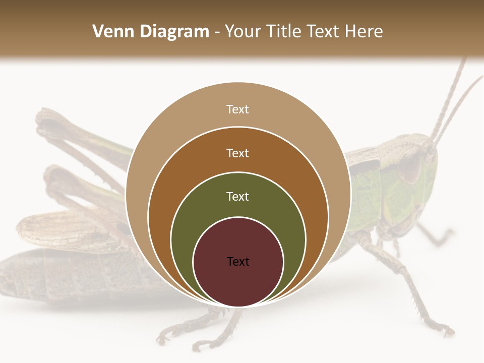 No People Wild Animal Bushcricket PowerPoint Template