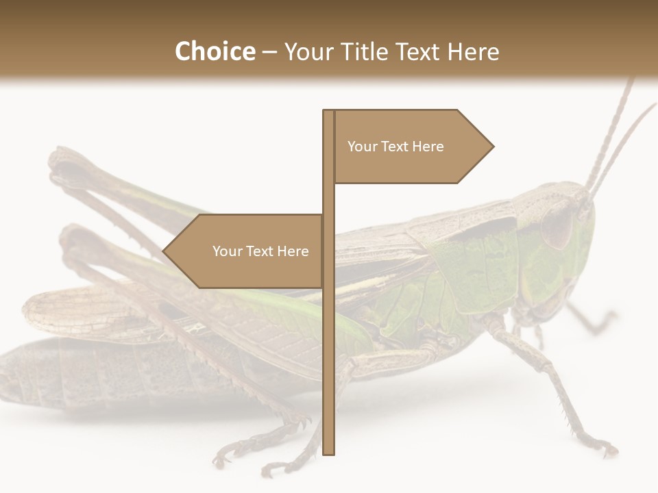No People Wild Animal Bushcricket PowerPoint Template