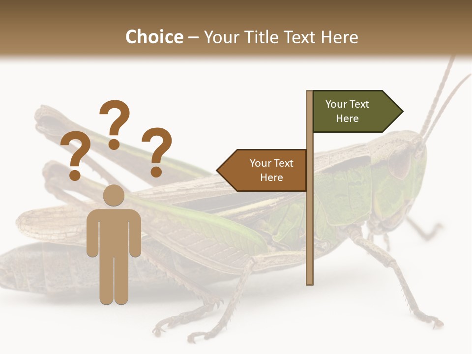 No People Wild Animal Bushcricket PowerPoint Template