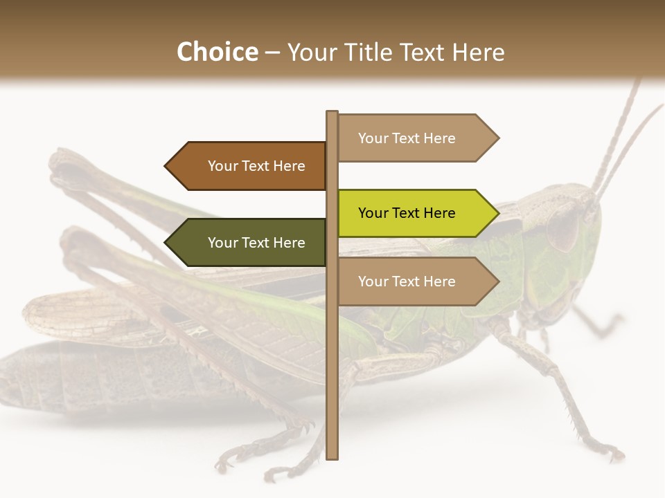 No People Wild Animal Bushcricket PowerPoint Template