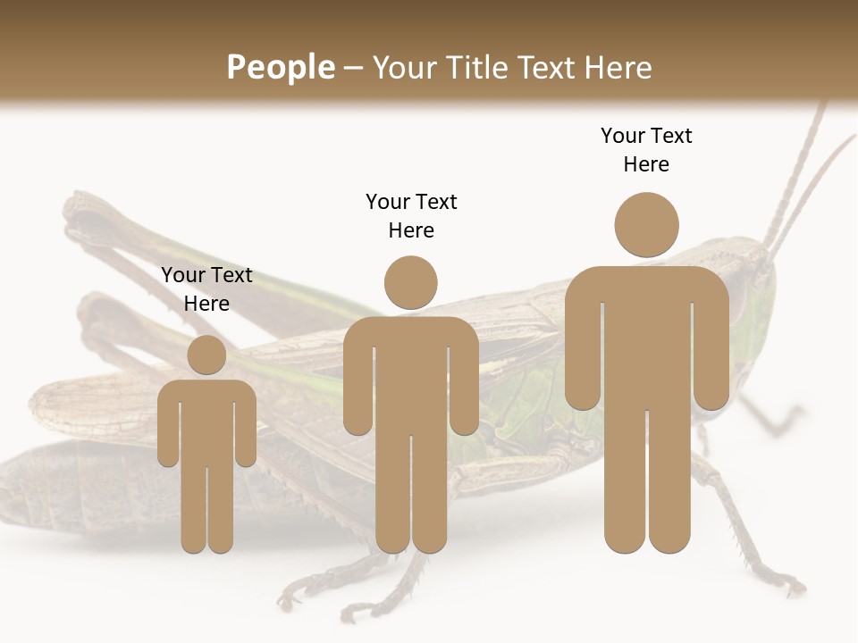 No People Wild Animal Bushcricket PowerPoint Template