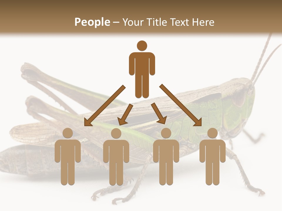 No People Wild Animal Bushcricket PowerPoint Template
