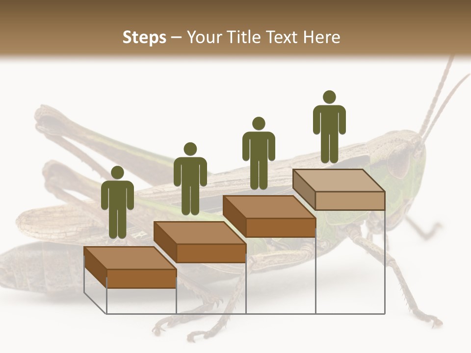 No People Wild Animal Bushcricket PowerPoint Template