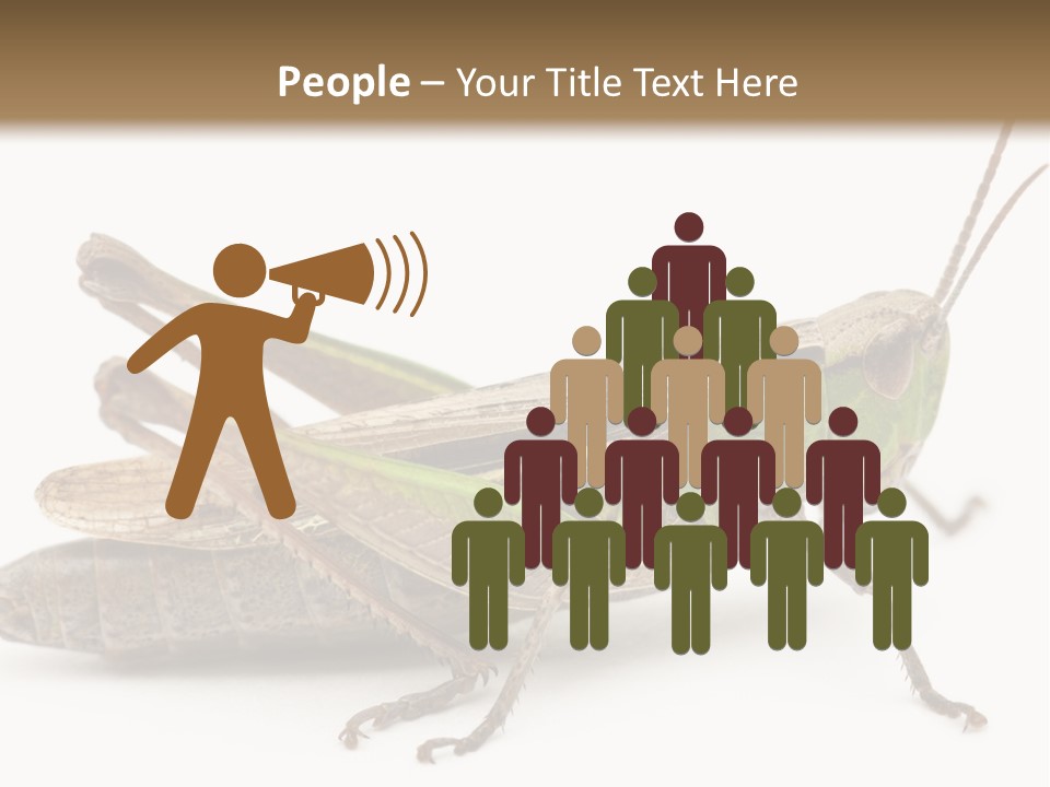 No People Wild Animal Bushcricket PowerPoint Template