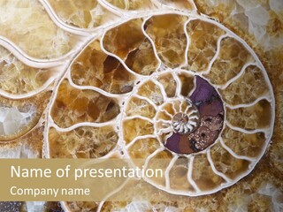 Shell Ammonite Earth PowerPoint Template