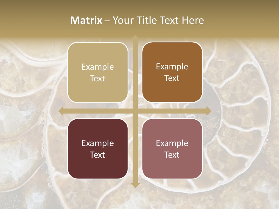 Shell Ammonite Earth PowerPoint Template