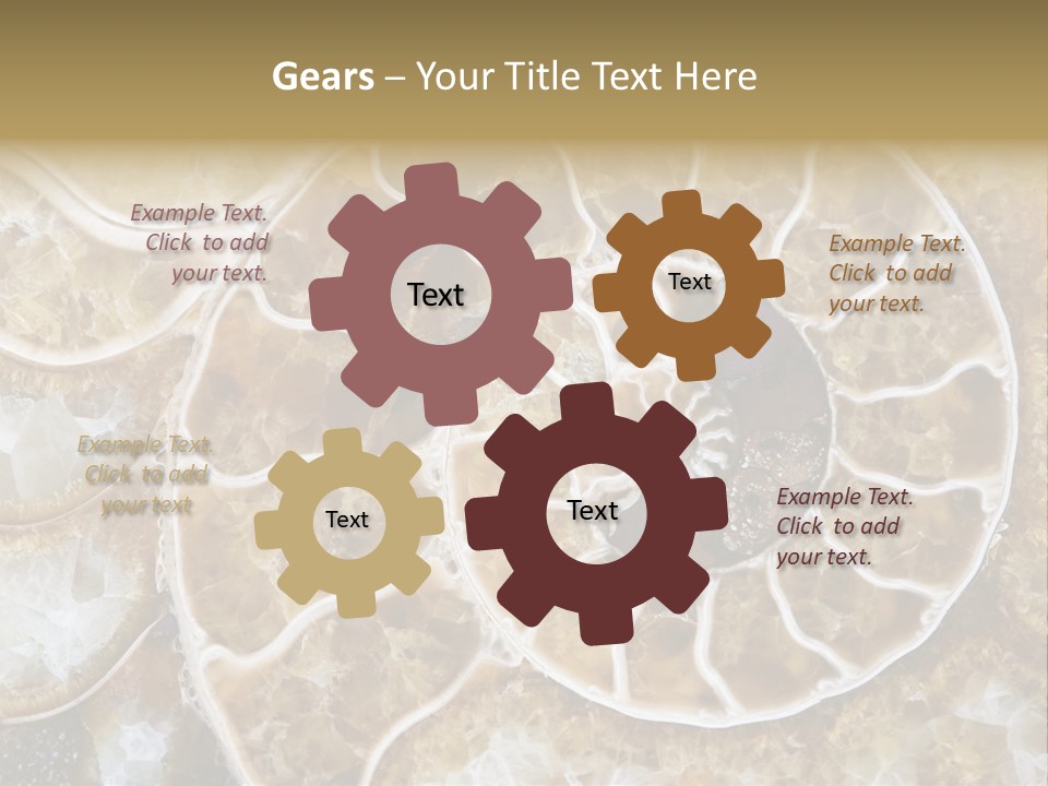 Shell Ammonite Earth PowerPoint Template