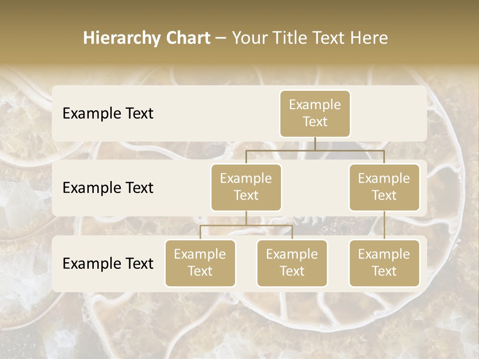 Shell Ammonite Earth PowerPoint Template