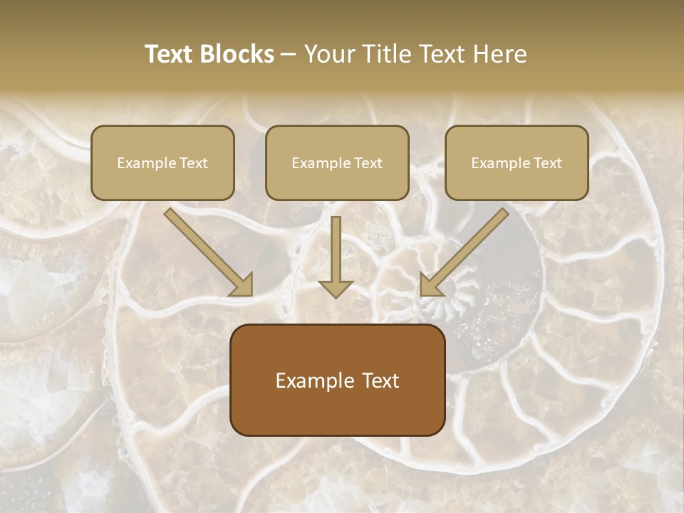 Shell Ammonite Earth PowerPoint Template