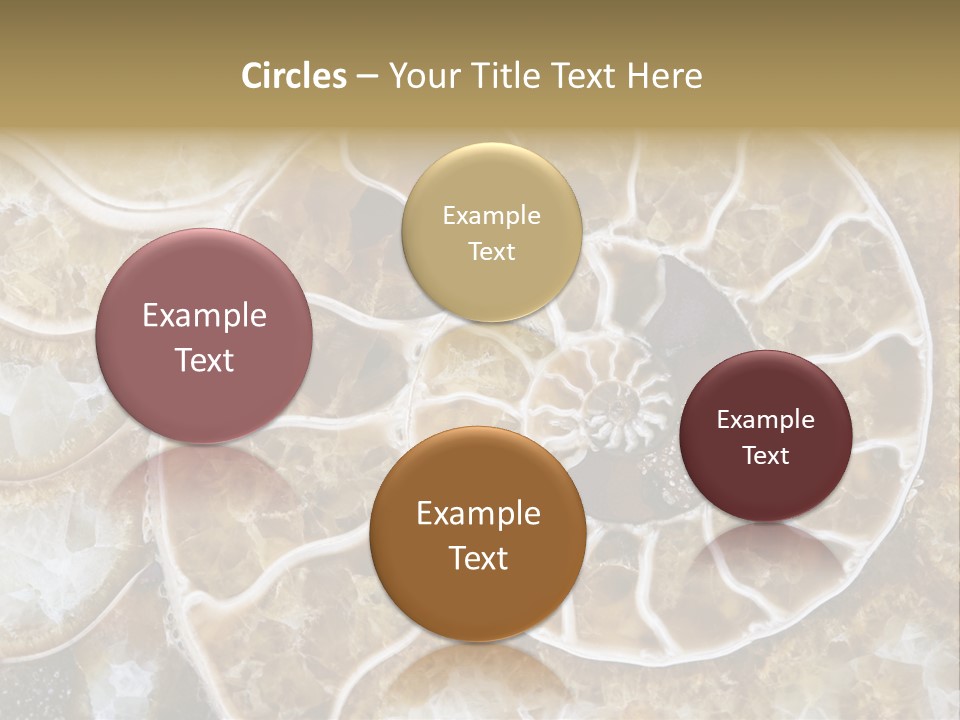 Shell Ammonite Earth PowerPoint Template
