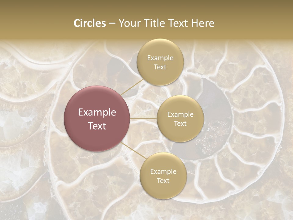 Shell Ammonite Earth PowerPoint Template