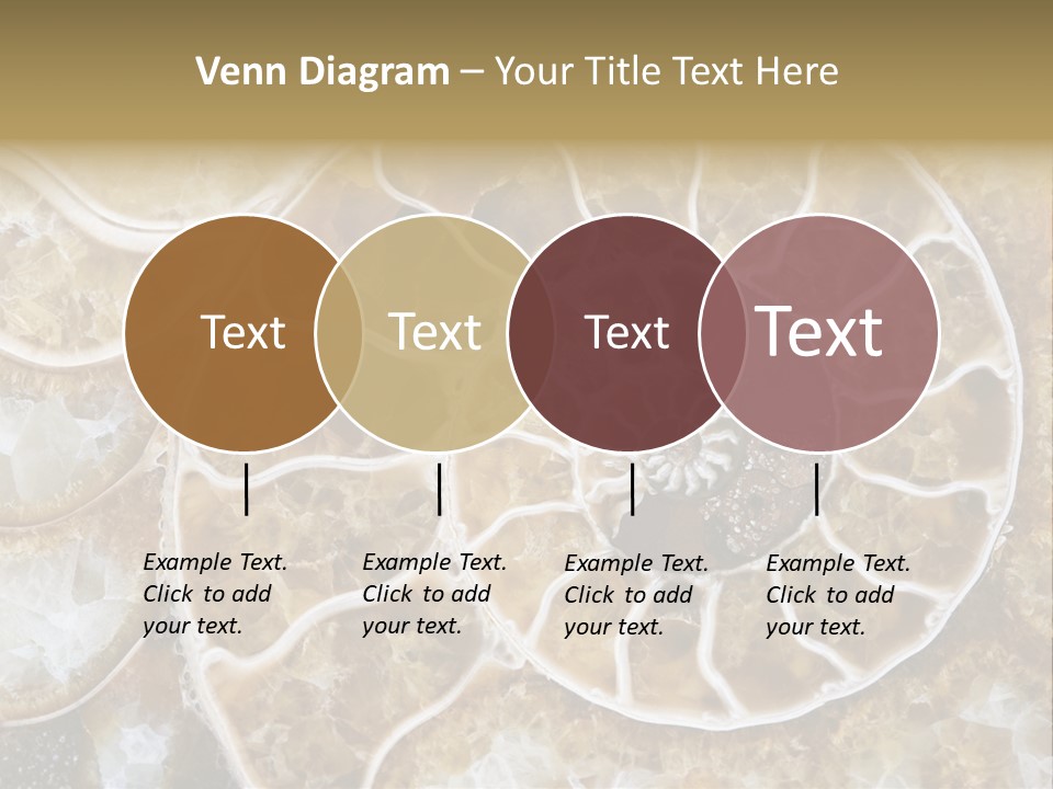 Shell Ammonite Earth PowerPoint Template