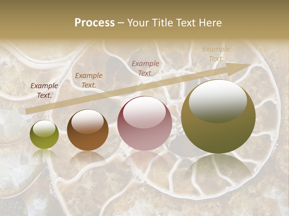 Shell Ammonite Earth PowerPoint Template