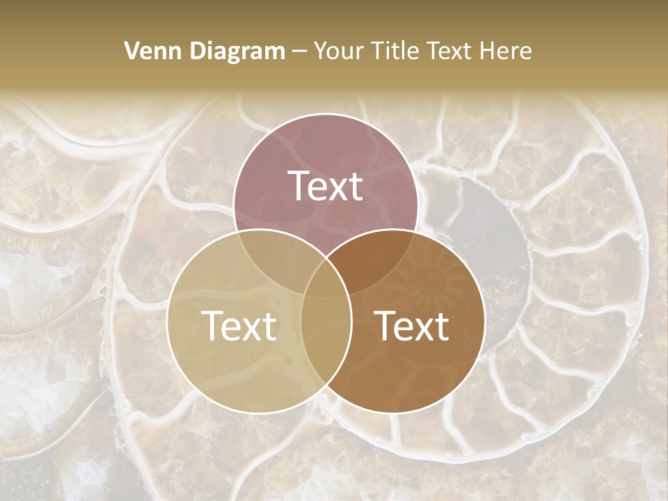 Shell Ammonite Earth PowerPoint Template