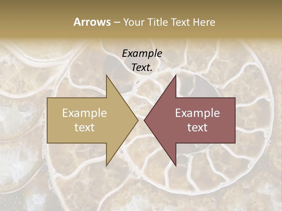 Shell Ammonite Earth PowerPoint Template