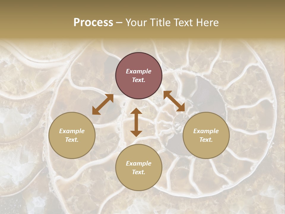 Shell Ammonite Earth PowerPoint Template