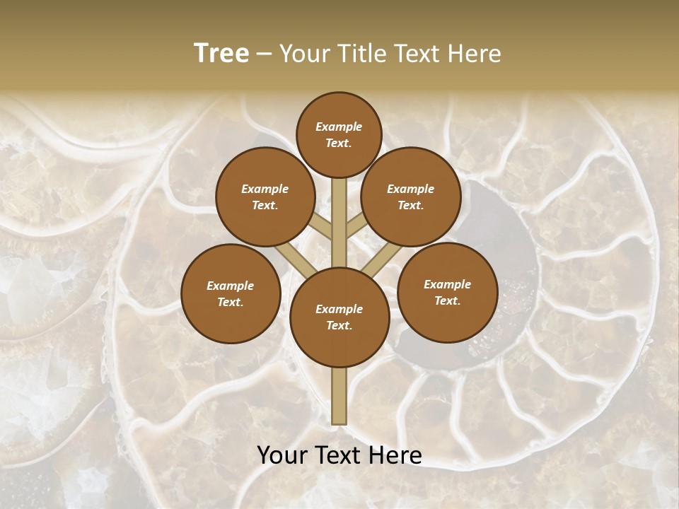 Shell Ammonite Earth PowerPoint Template