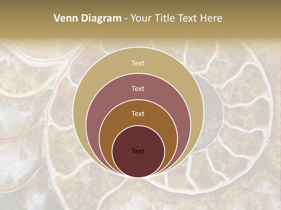 Shell Ammonite Earth PowerPoint Template