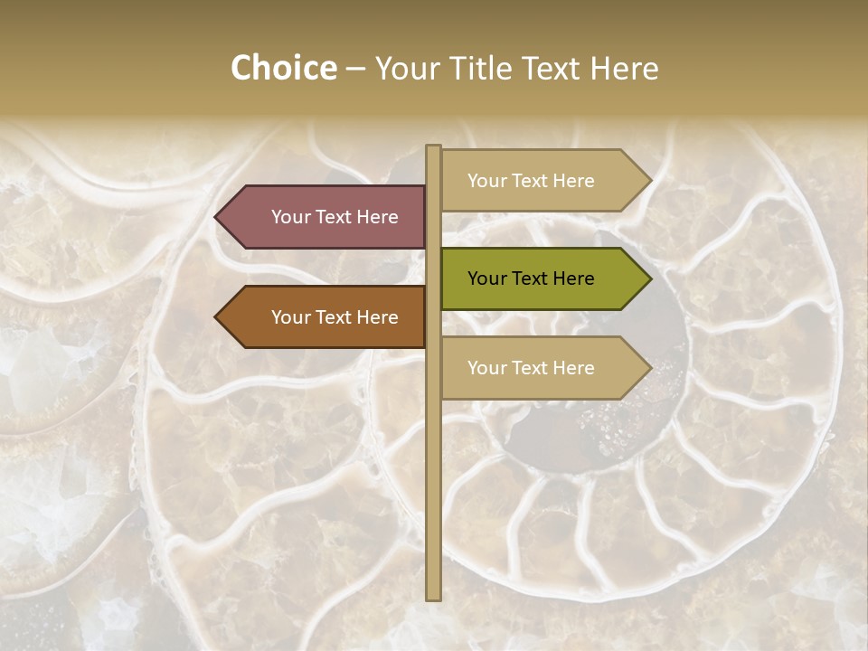 Shell Ammonite Earth PowerPoint Template
