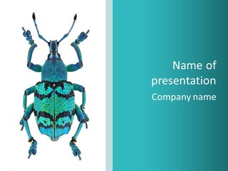 New Guinea Eupholus Schoenherri Cyan PowerPoint Template