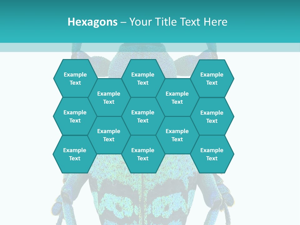 New Guinea Eupholus Schoenherri Cyan PowerPoint Template