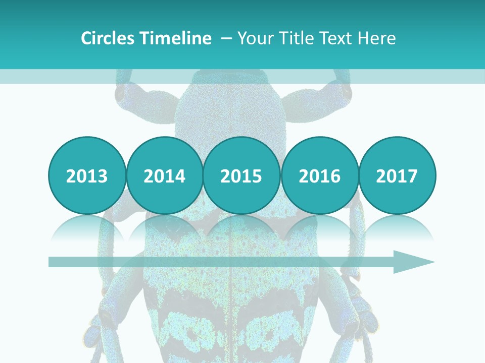 New Guinea Eupholus Schoenherri Cyan PowerPoint Template