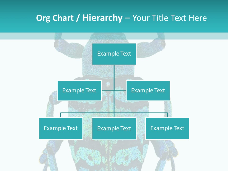 New Guinea Eupholus Schoenherri Cyan PowerPoint Template