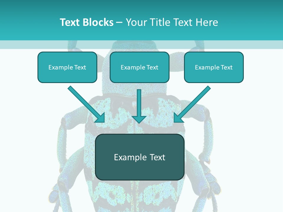 New Guinea Eupholus Schoenherri Cyan PowerPoint Template