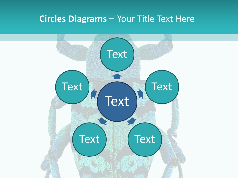 New Guinea Eupholus Schoenherri Cyan PowerPoint Template