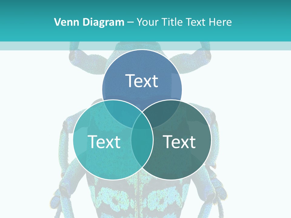 New Guinea Eupholus Schoenherri Cyan PowerPoint Template