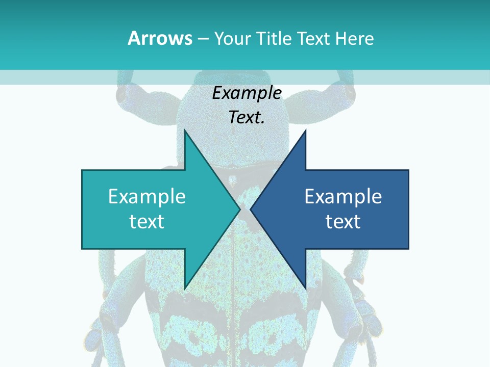 New Guinea Eupholus Schoenherri Cyan PowerPoint Template