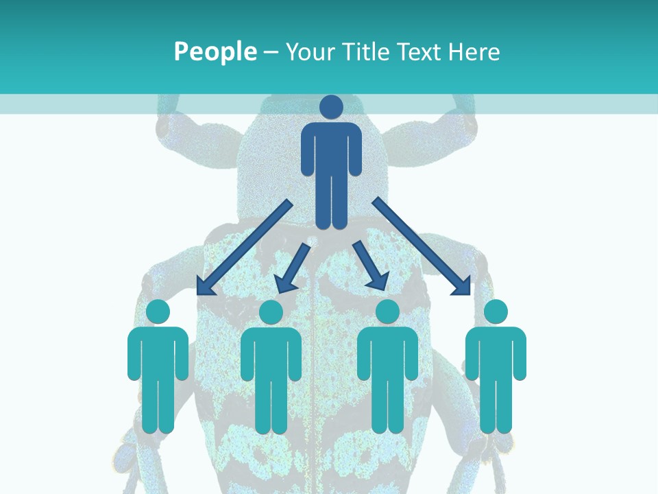 New Guinea Eupholus Schoenherri Cyan PowerPoint Template