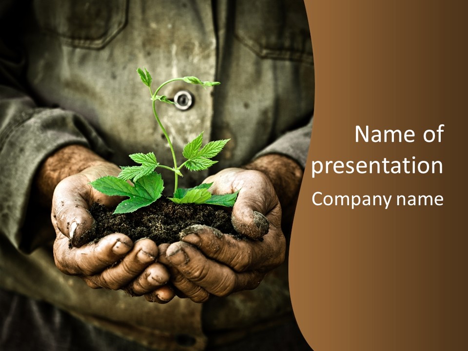 Tree Small Old PowerPoint Template