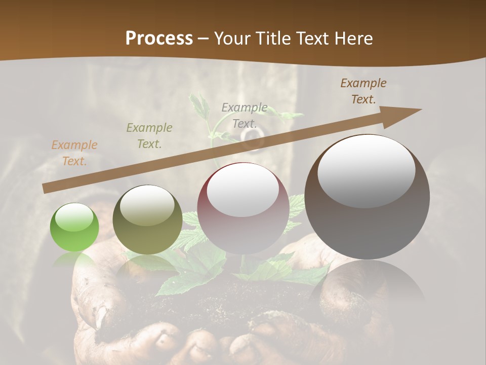 Tree Small Old PowerPoint Template