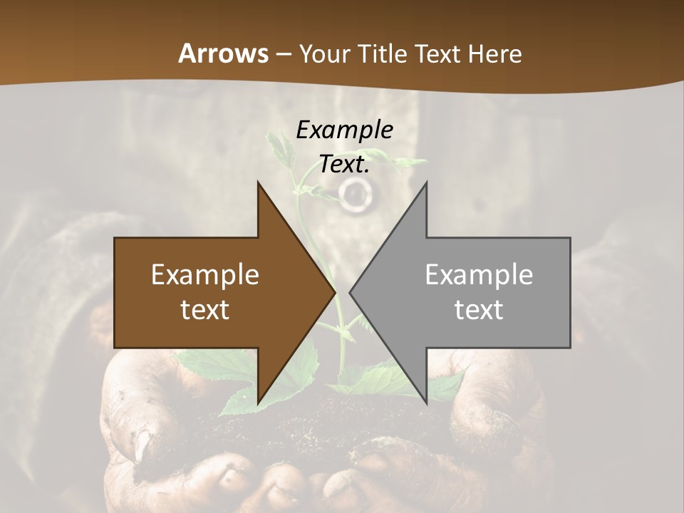 Tree Small Old PowerPoint Template